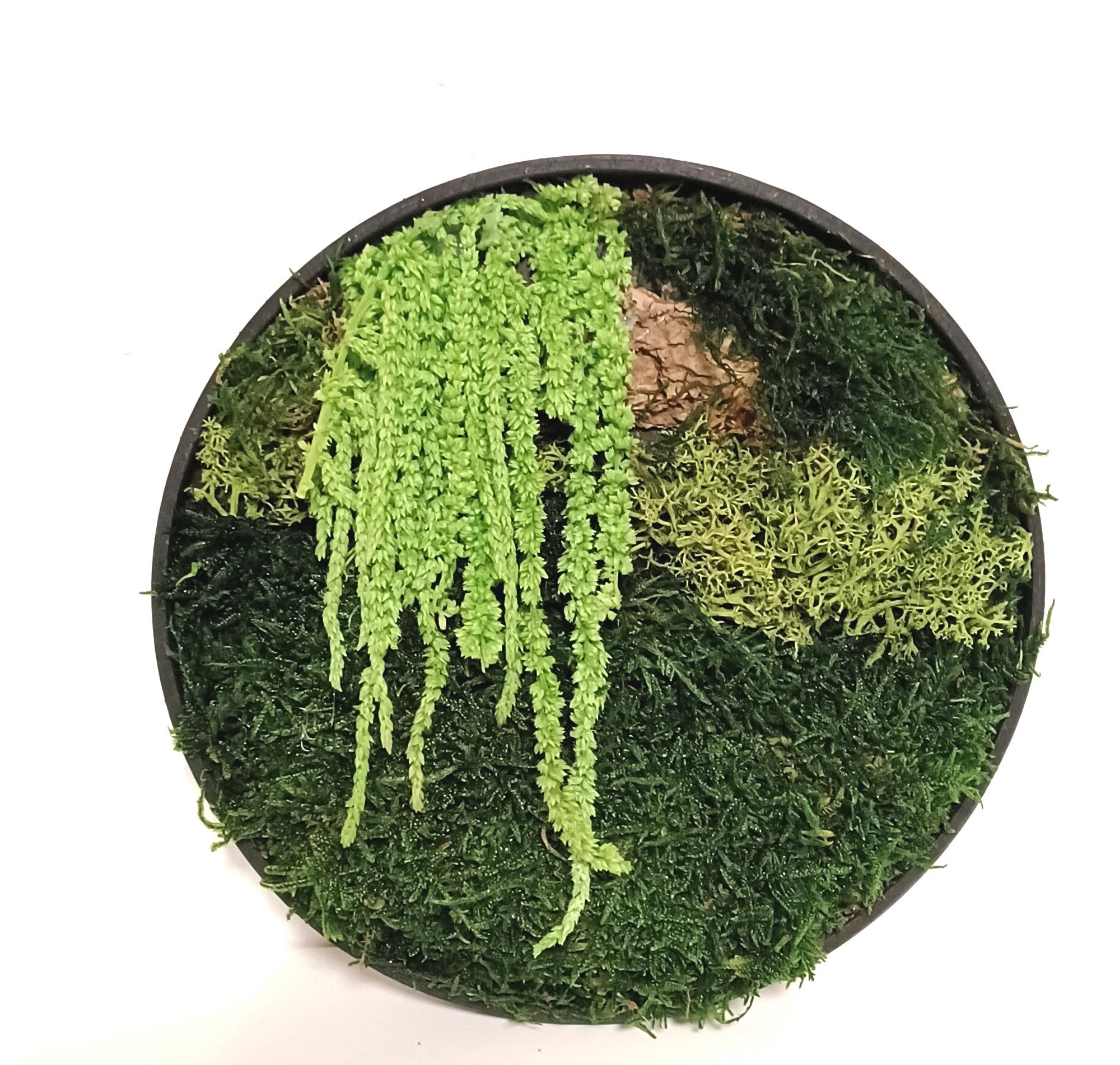 Moosbilder Workshop für Jugendliche, Berufstätige und Seniorinnen u. Senioren