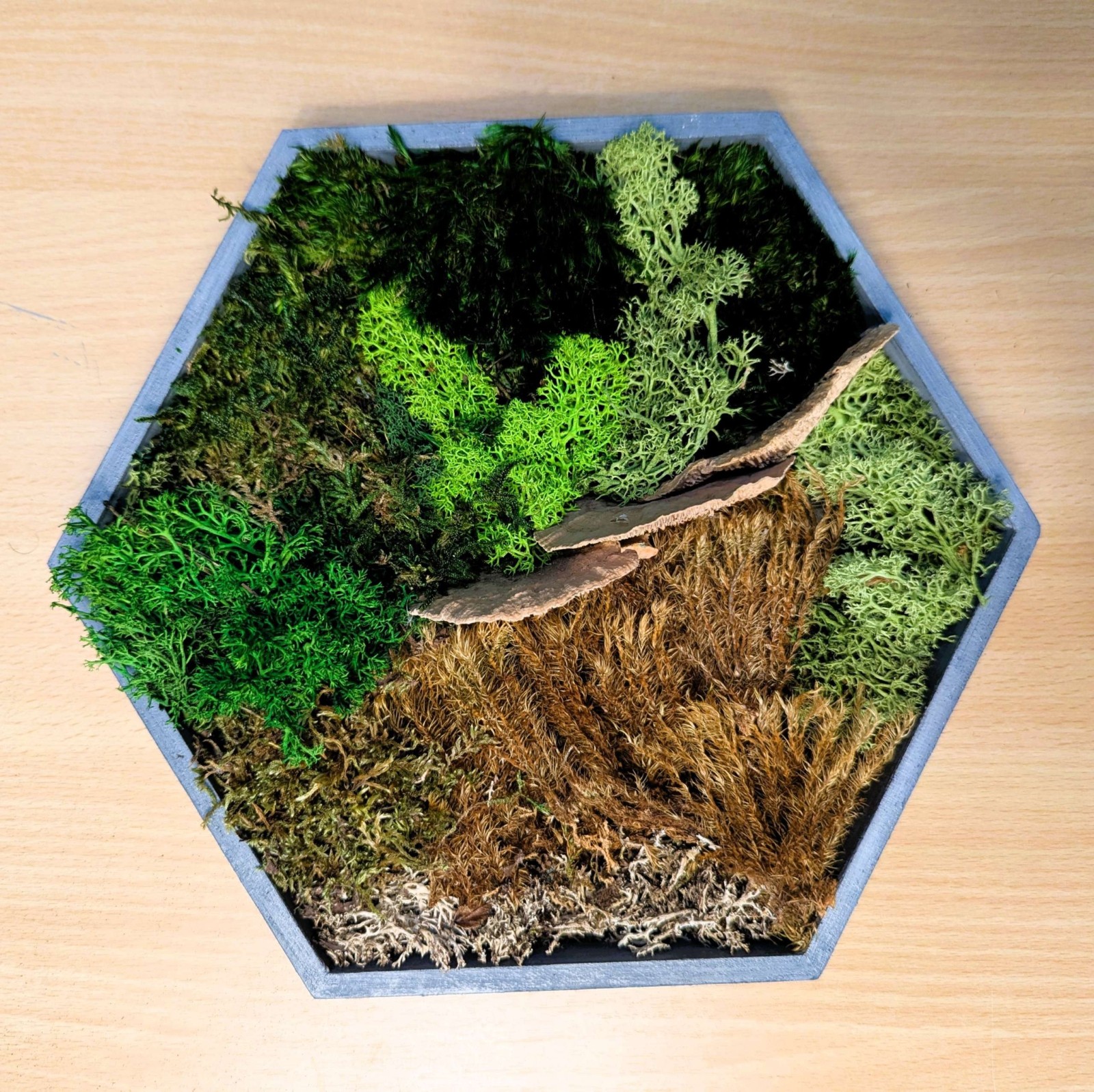 Moosbild im Hexagramm