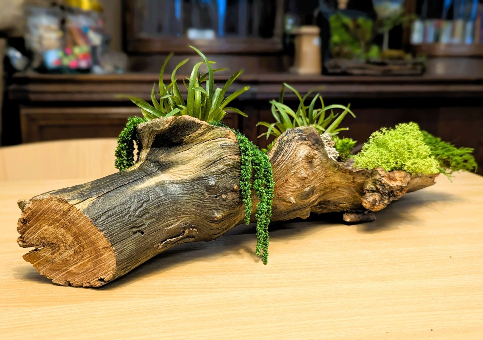 Schöne Moosskulptur selber machen. Mit hohlen Ast und konservierten Moosen